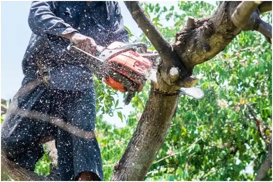 tree services Pinehurst